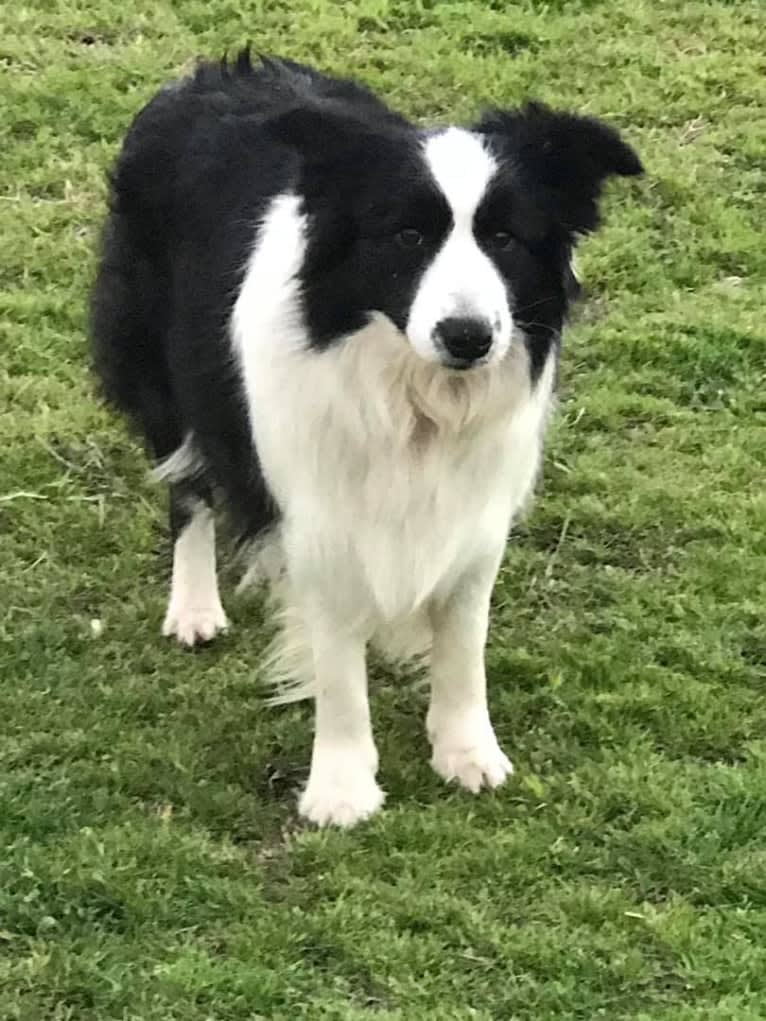 JBK Diamonds R Forever, a Border Collie tested with EmbarkVet.com