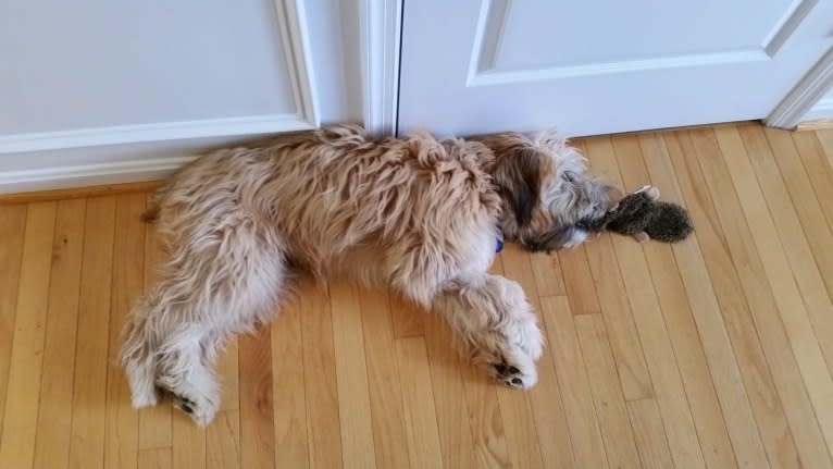 Desmond, a Soft Coated Wheaten Terrier tested with EmbarkVet.com