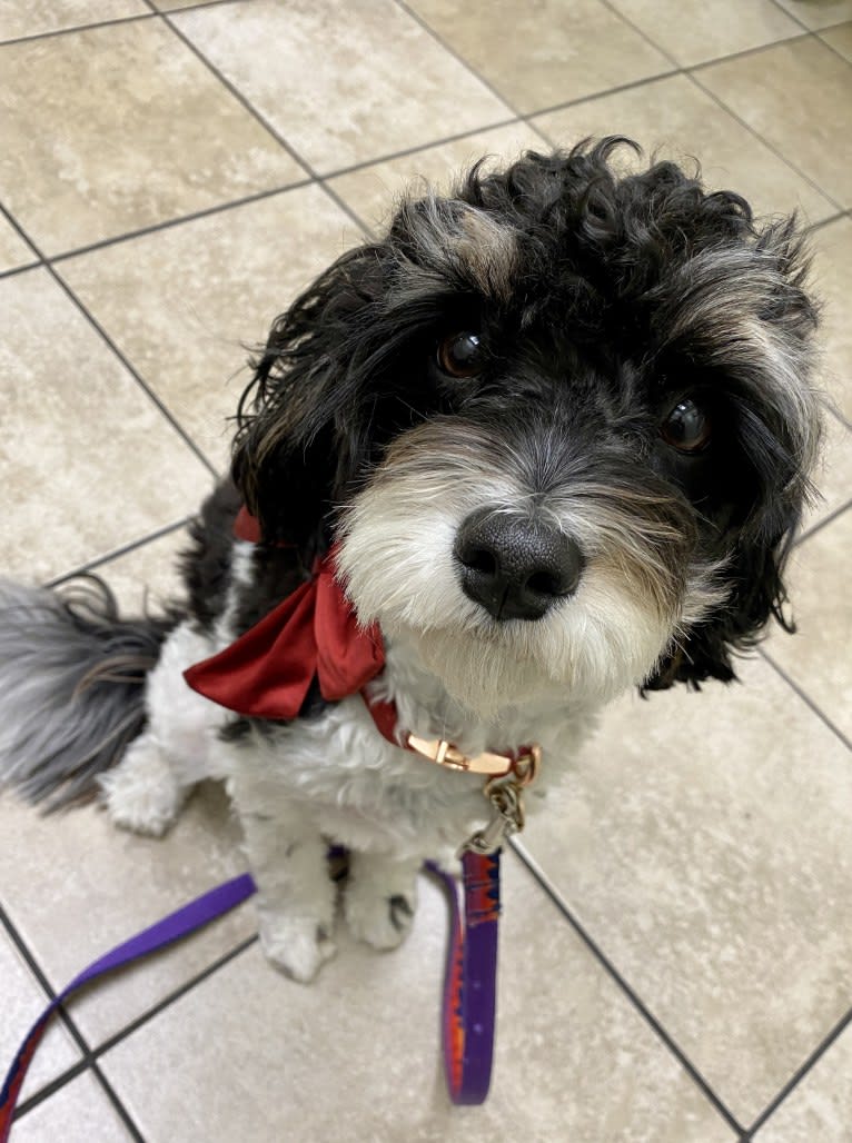 Junie, a Cavalier King Charles Spaniel and Poodle (Small) mix tested with EmbarkVet.com