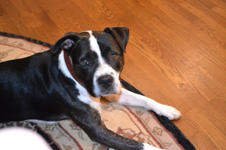 Clifford, an American Pit Bull Terrier and Australian Cattle Dog mix tested with EmbarkVet.com