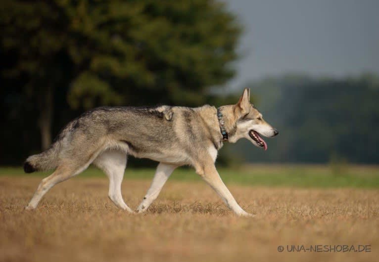 Enya, a Saarloos Wolfdog tested with EmbarkVet.com