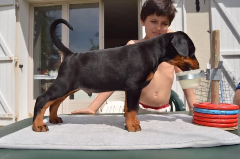 Pacha Kamaq of Dark Ancestor, a Doberman Pinscher tested with EmbarkVet.com