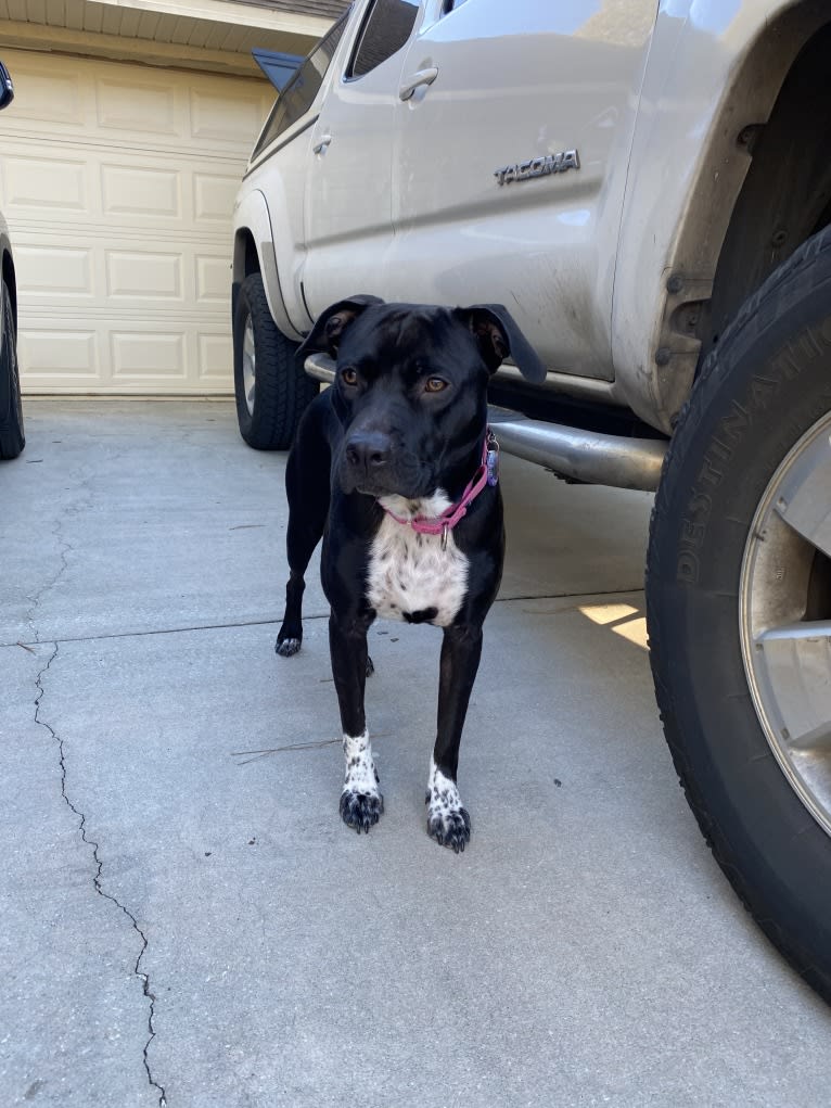 Twilight, an American Pit Bull Terrier and American Staffordshire Terrier mix tested with EmbarkVet.com