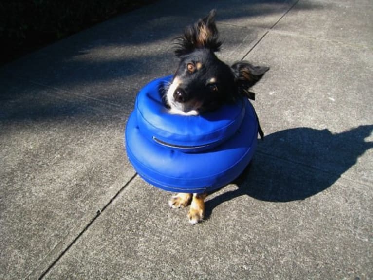 FrendL (The Fabulous & Occasionally Ferocious), a Rottweiler and German Shepherd Dog mix tested with EmbarkVet.com