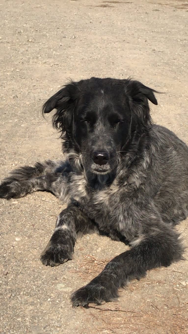 Fred, a Golden Retriever and Great Pyrenees mix tested with EmbarkVet.com