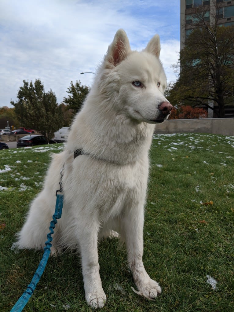 Ghost, a Siberian Husky tested with EmbarkVet.com