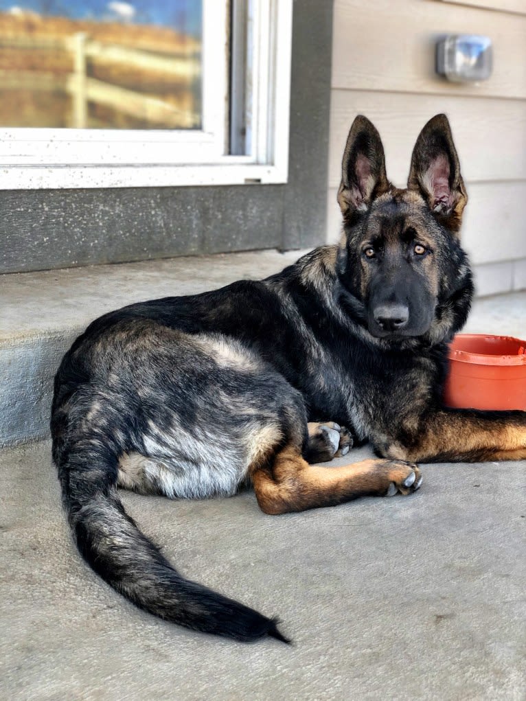 Booth vom Wahrsten, a German Shepherd Dog tested with EmbarkVet.com