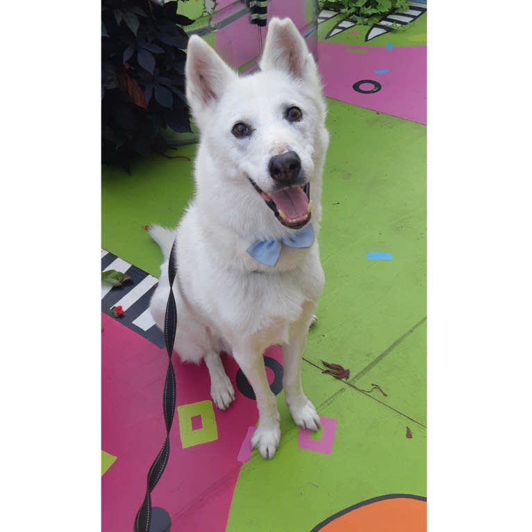 Charlie, an Alaskan-type Husky tested with EmbarkVet.com