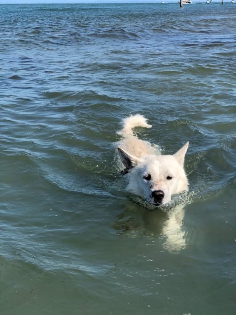 Calaf Storytelling, a Canaan Dog tested with EmbarkVet.com