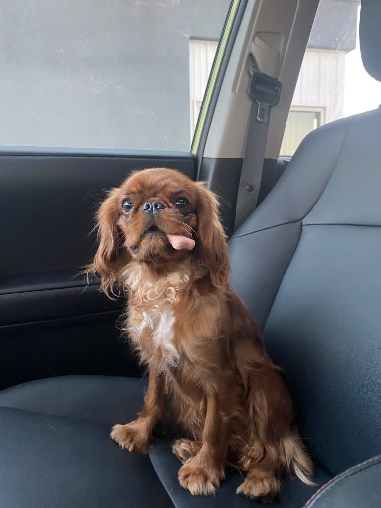 Sal, an English Toy Spaniel tested with EmbarkVet.com