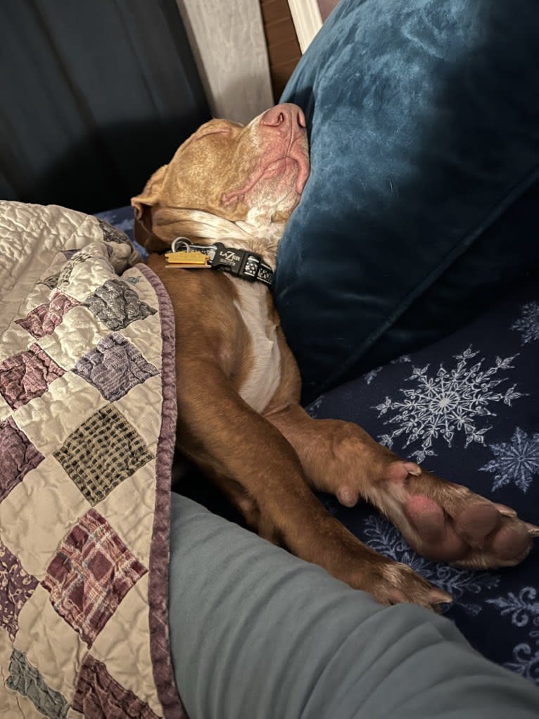 Bruce, an American Pit Bull Terrier and Chihuahua mix tested with EmbarkVet.com