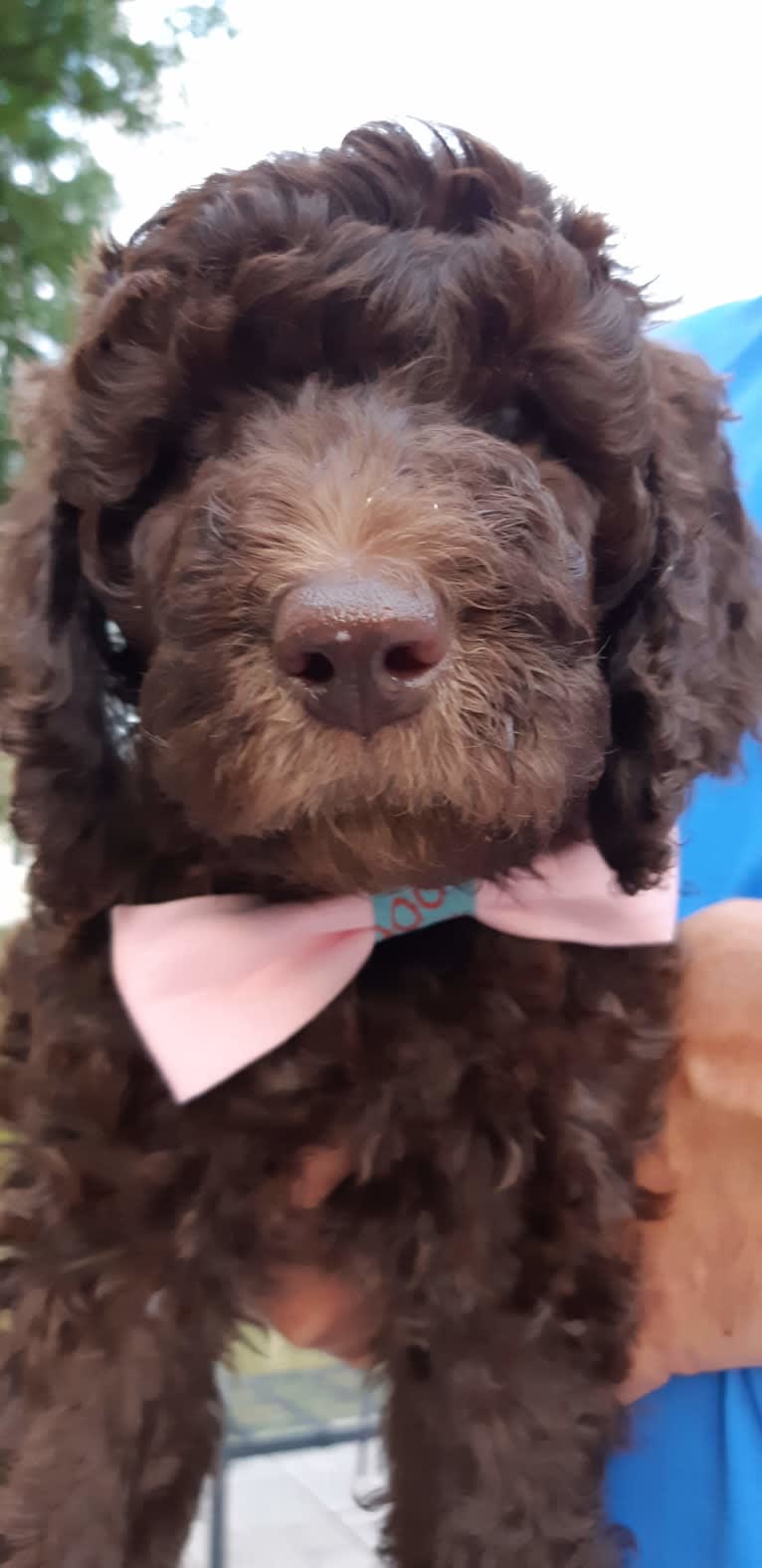 JLo, a Poodle (Standard) tested with EmbarkVet.com