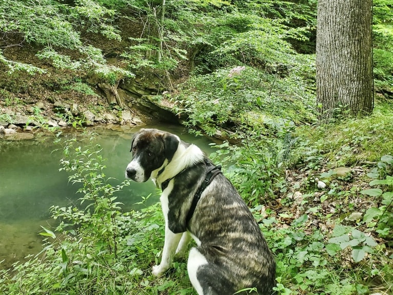 Moose, an Anatolian Shepherd Dog and Great Pyrenees mix tested with EmbarkVet.com