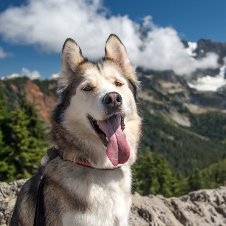 Aldo, a Siberian Husky and German Shepherd Dog mix tested with EmbarkVet.com