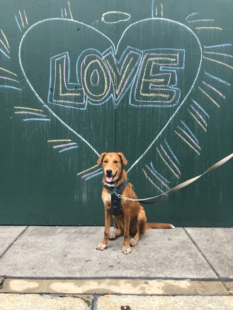 Cooper Lane, a German Shepherd Dog and Labrador Retriever mix tested with EmbarkVet.com