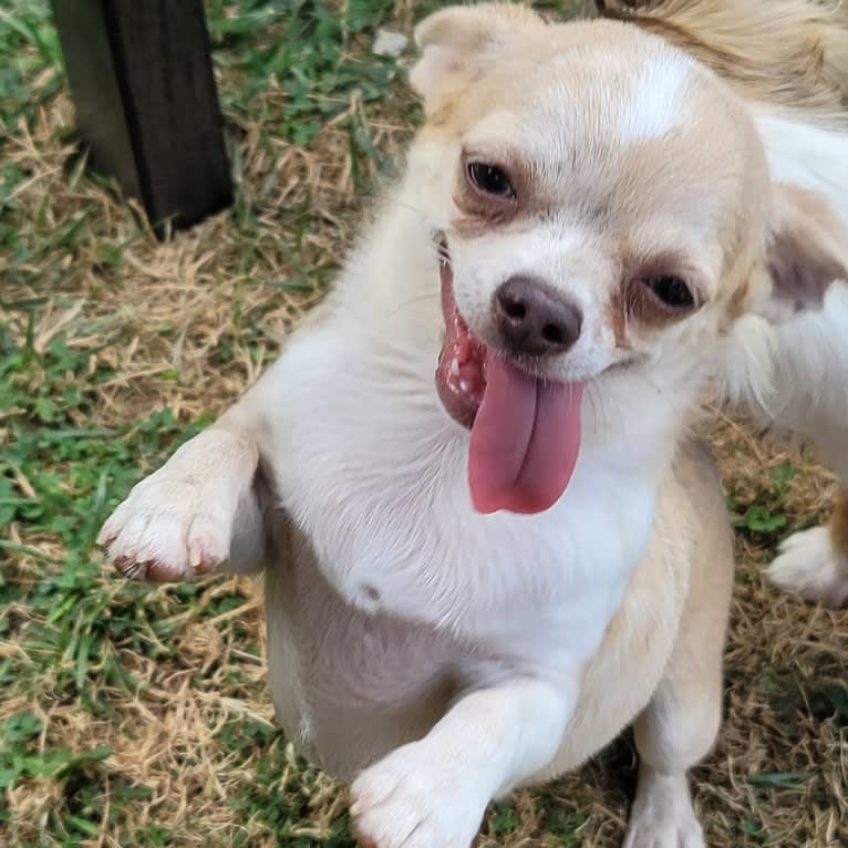 Vanellope, a Chihuahua tested with EmbarkVet.com