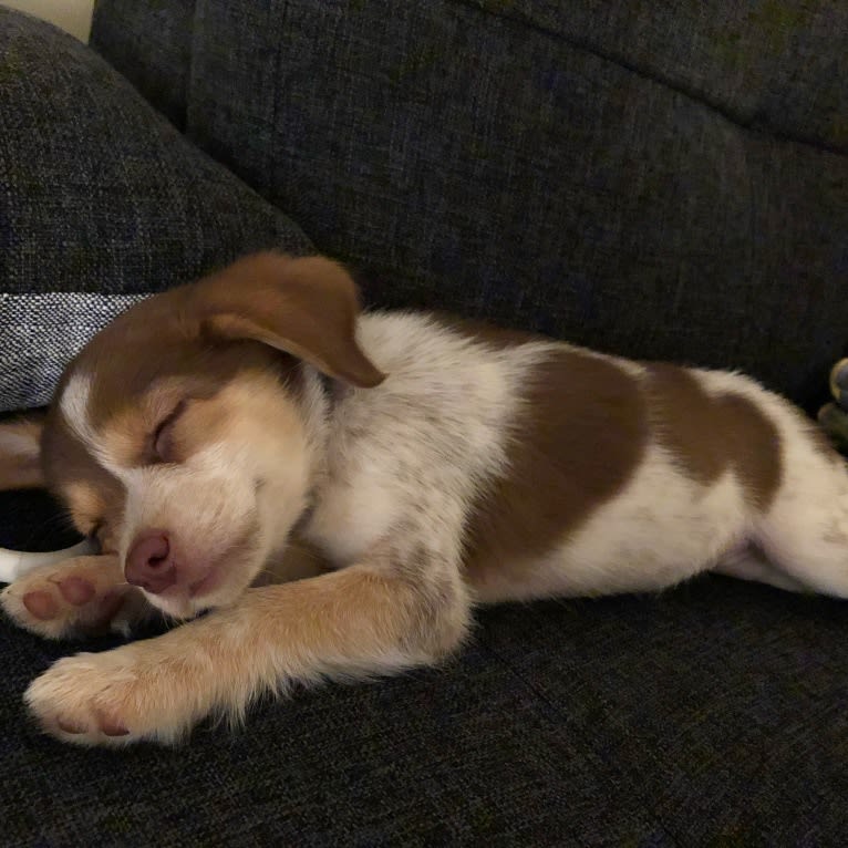 Lucy, a Beagle and Cocker Spaniel mix tested with EmbarkVet.com