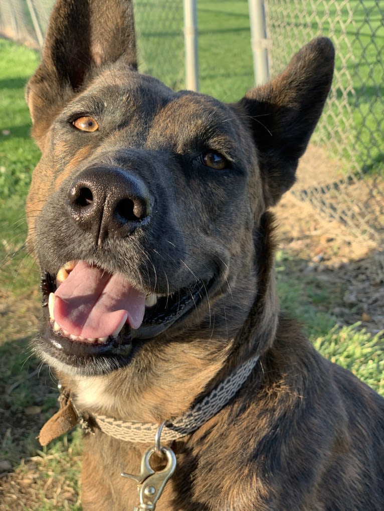 INU, an American Pit Bull Terrier and German Shepherd Dog mix tested with EmbarkVet.com