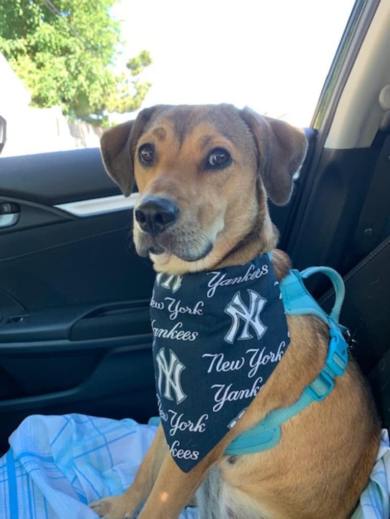 Pretzel, a Beagle and Golden Retriever mix tested with EmbarkVet.com