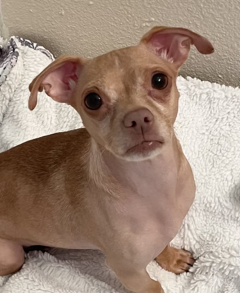 Lily, a Chihuahua and Rat Terrier mix tested with EmbarkVet.com