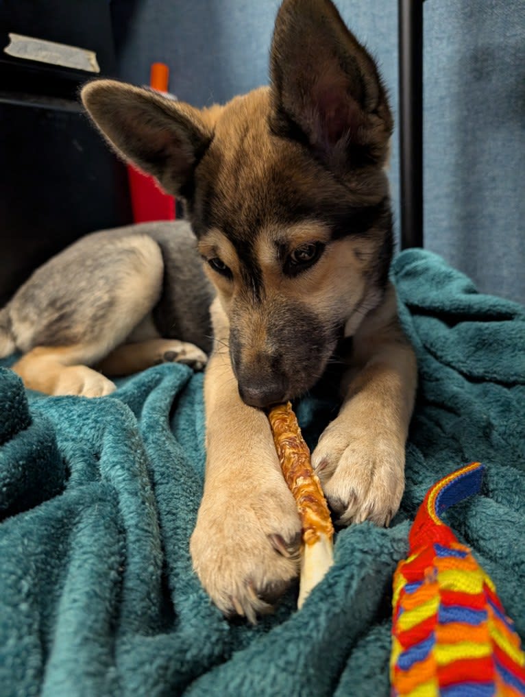 Gunner, a Siberian Husky and German Shepherd Dog mix tested with EmbarkVet.com