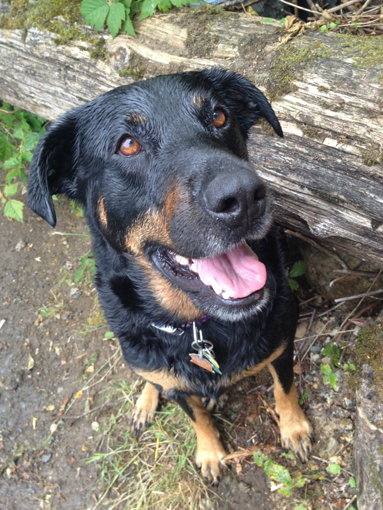 Prim (AKA #bestdogever), a Rottweiler and Labrador Retriever mix tested with EmbarkVet.com