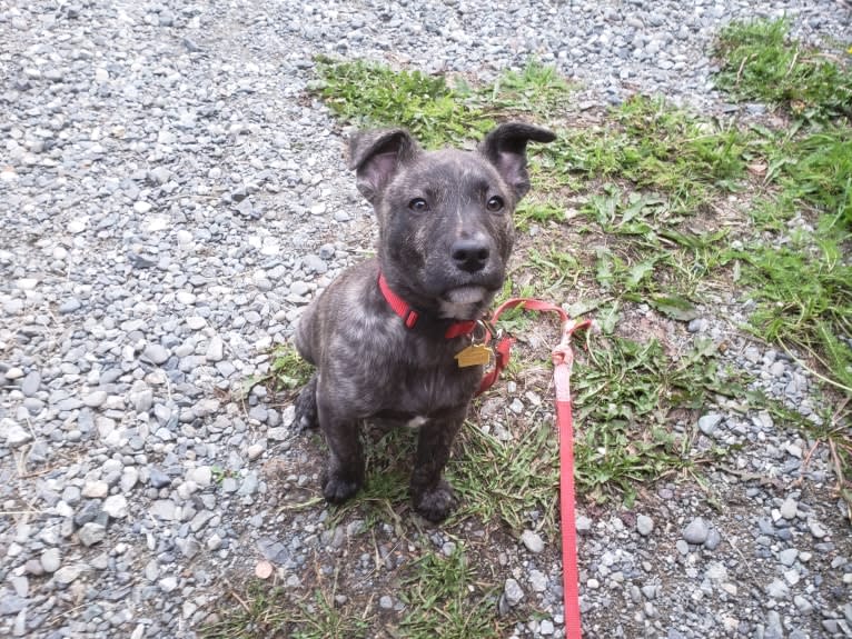 Newton, an American Bulldog and Labrador Retriever mix tested with EmbarkVet.com