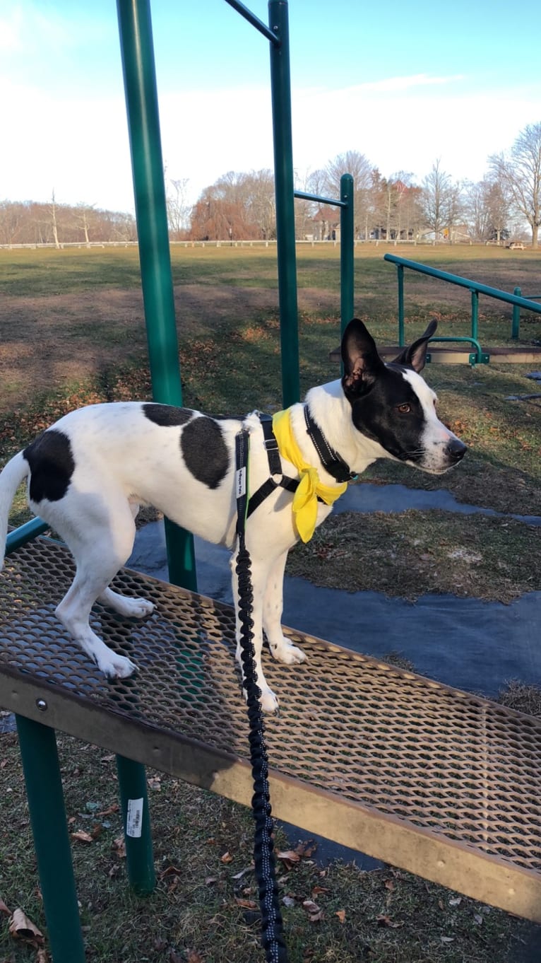 Merlin, an American Staffordshire Terrier and Australian Cattle Dog mix tested with EmbarkVet.com