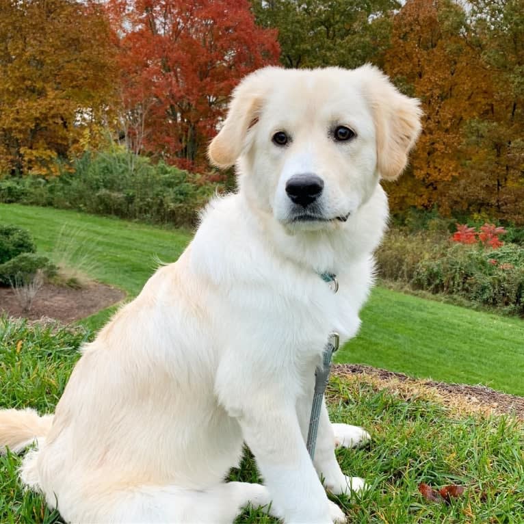 Lola, a Great Pyrenees and Rottweiler mix tested with EmbarkVet.com