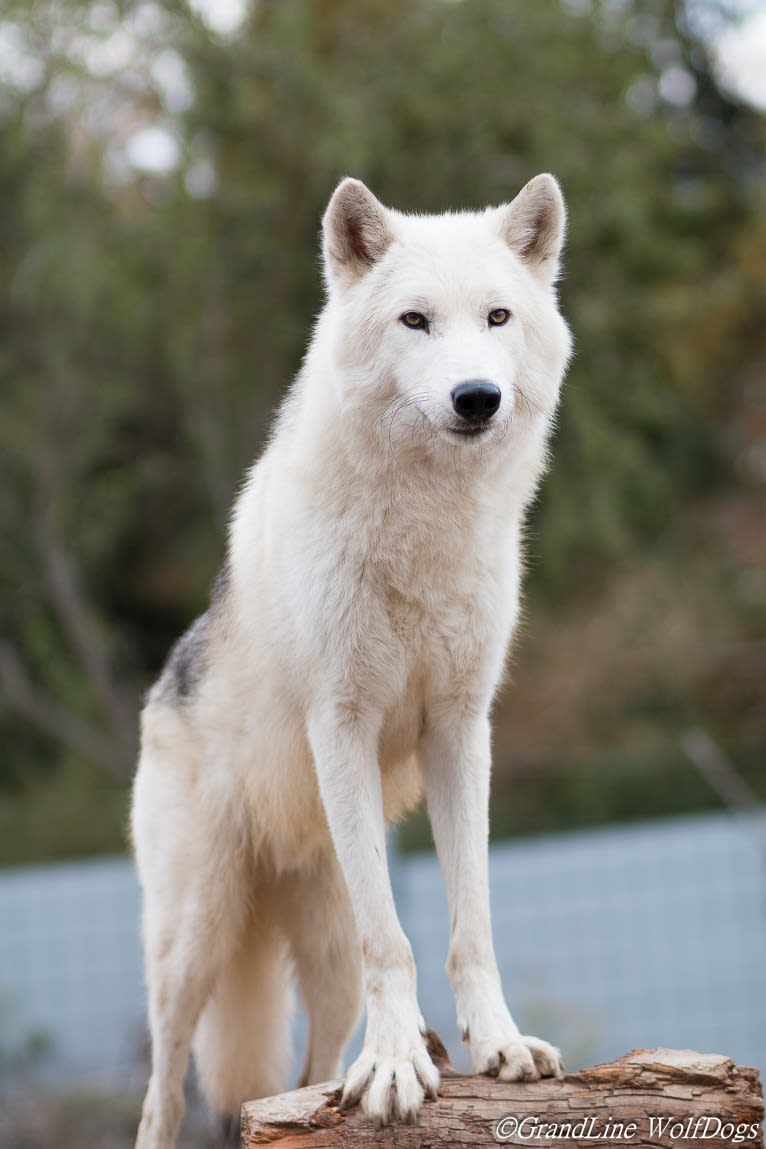 Ace, GrandLine WolfDog a dog tested with EmbarkVet.com
