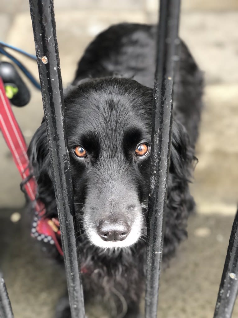 Rogue Franklin, a Golden Retriever and Border Collie mix tested with EmbarkVet.com