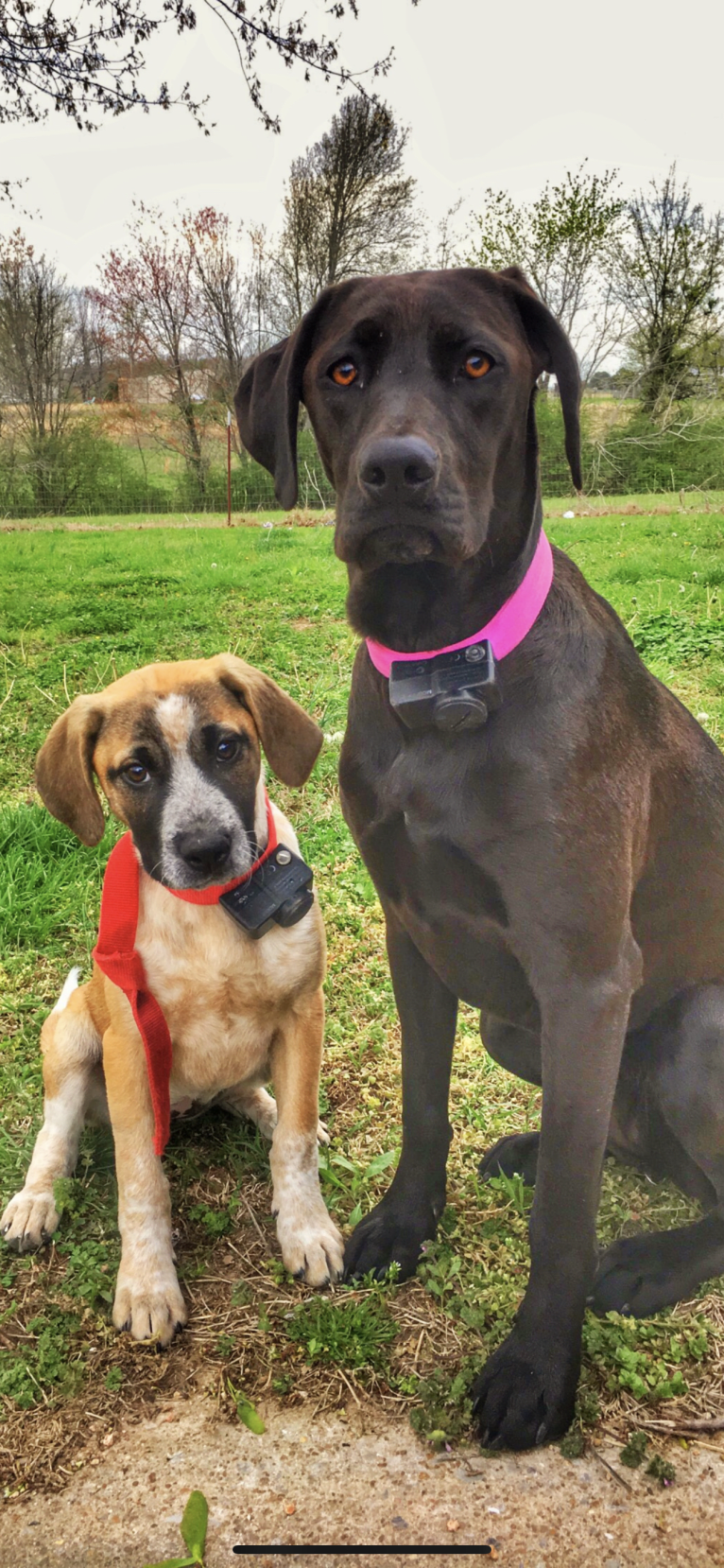 Hazel, a Labrador Retriever and Redbone Coonhound mix tested with EmbarkVet.com