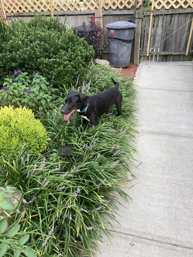 Poppy, a Doberman Pinscher and Weimaraner mix tested with EmbarkVet.com