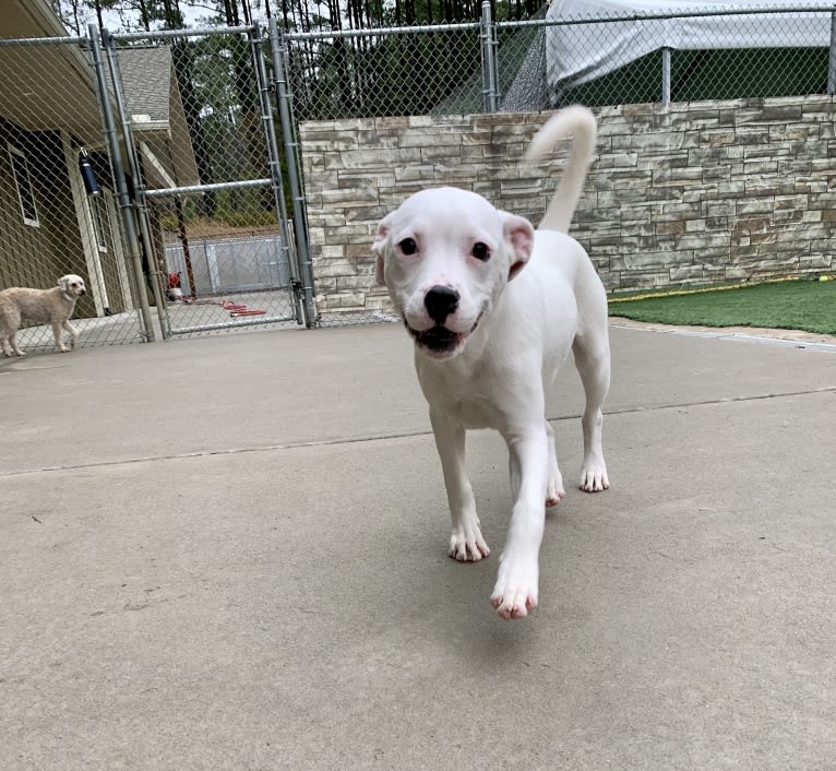 Tiptoe, an American Pit Bull Terrier and Great Pyrenees mix tested with EmbarkVet.com