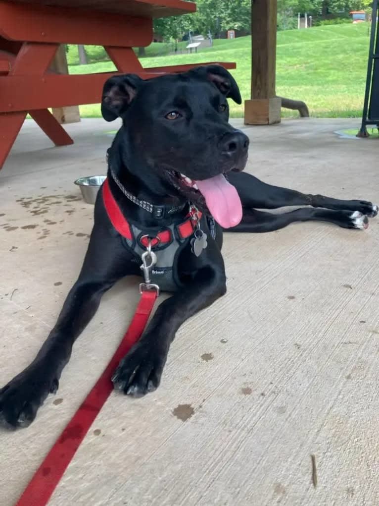 Bruin, an American Pit Bull Terrier and Boxer mix tested with EmbarkVet.com