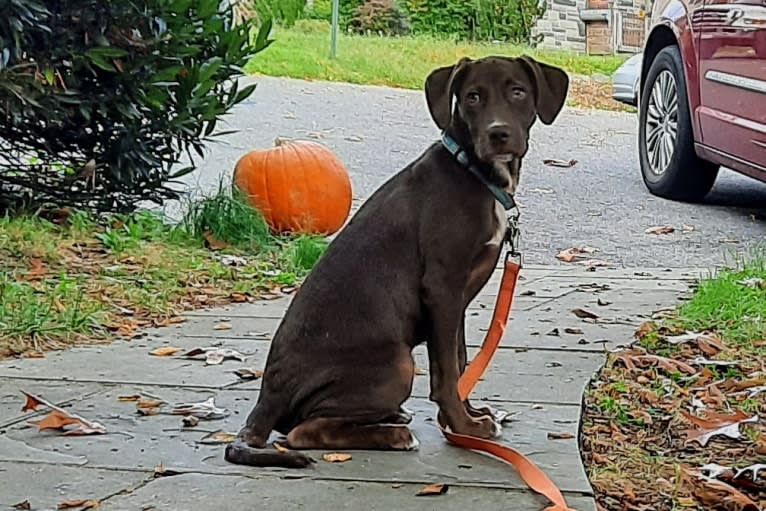 Valkyrie, a Golden Retriever and Labrador Retriever mix tested with EmbarkVet.com