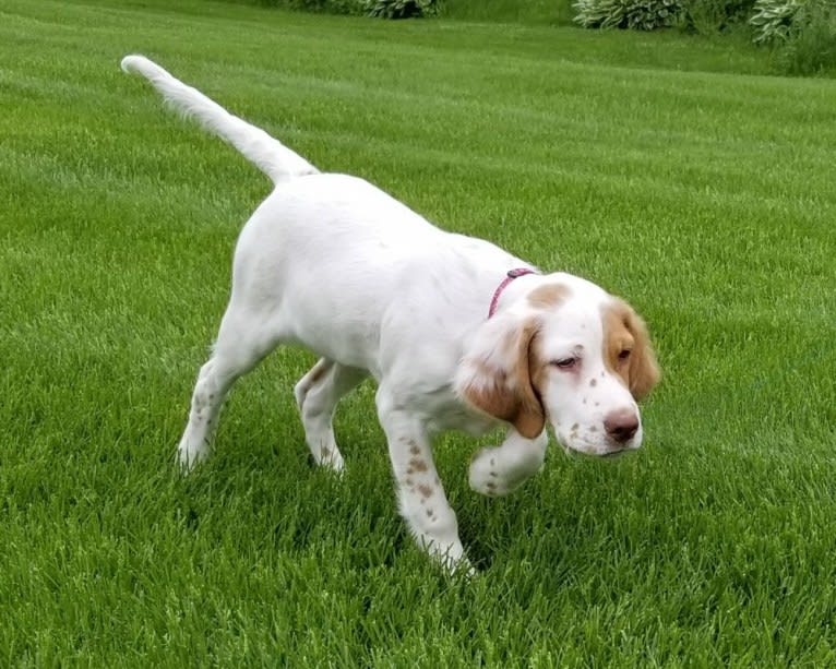 Savvy, a Llewellin Setter tested with EmbarkVet.com