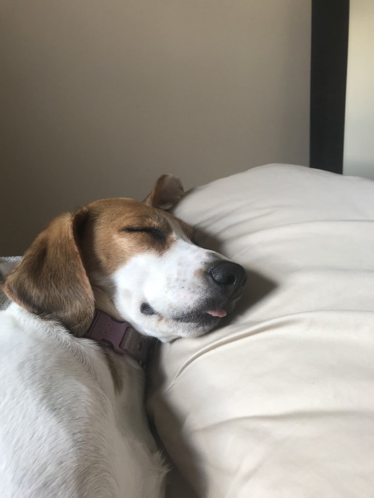 June, an American Foxhound tested with EmbarkVet.com