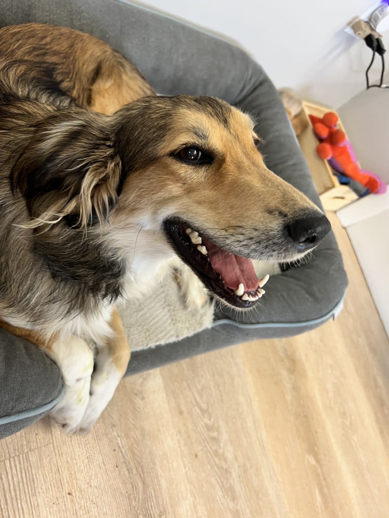 Callie, an English Shepherd and Great Pyrenees mix tested with EmbarkVet.com