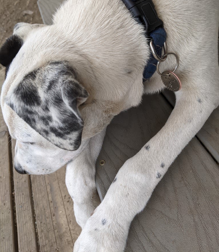 Arlo, an Australian Cattle Dog and Russell-type Terrier mix tested with EmbarkVet.com