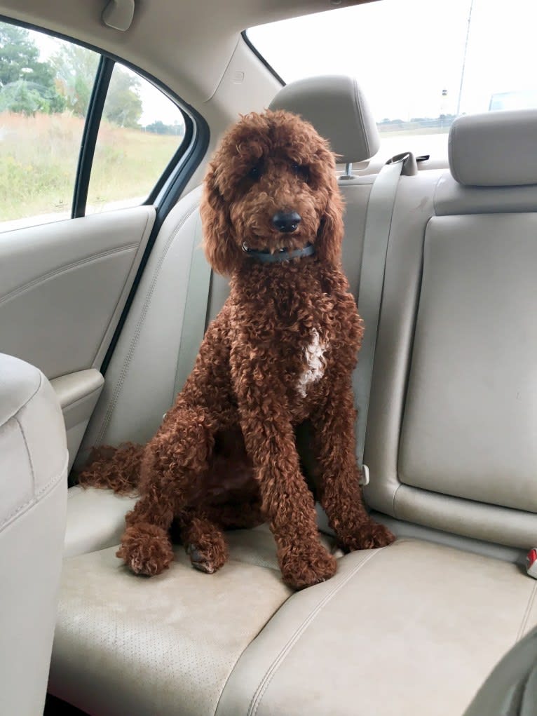 Rowdy, a Poodle (Standard) tested with EmbarkVet.com