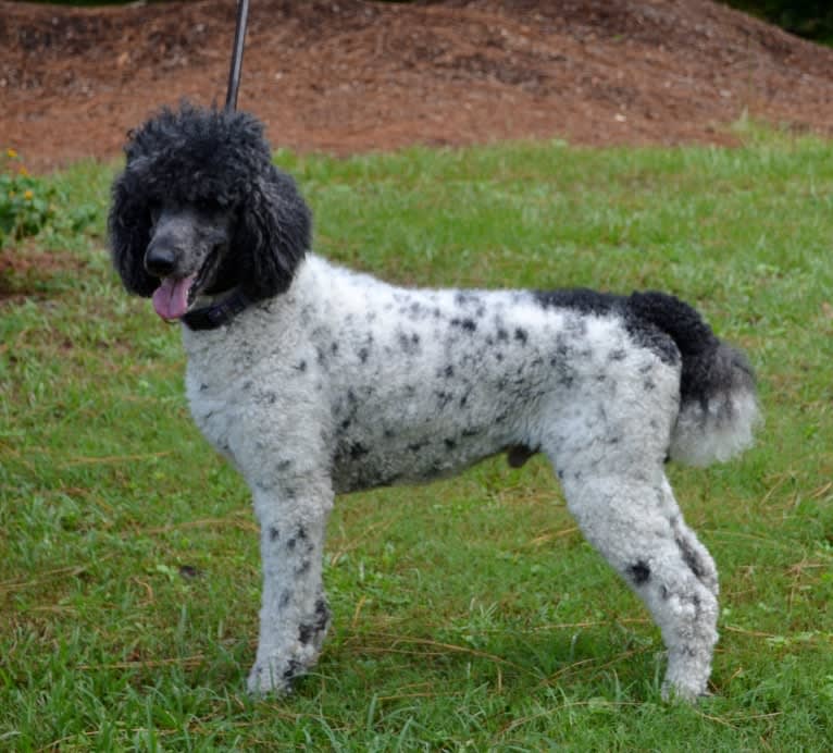 Winston, a Poodle (Standard) tested with EmbarkVet.com