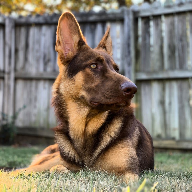 BoJack, a German Shepherd Dog tested with EmbarkVet.com