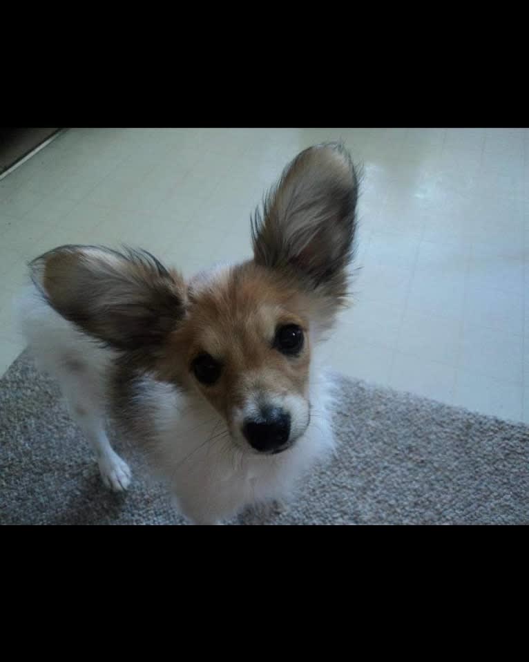 Rusko, a Papillon tested with EmbarkVet.com