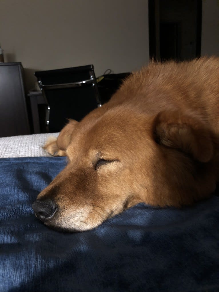 Sunny, a Chow Chow and Australian Cattle Dog mix tested with EmbarkVet.com