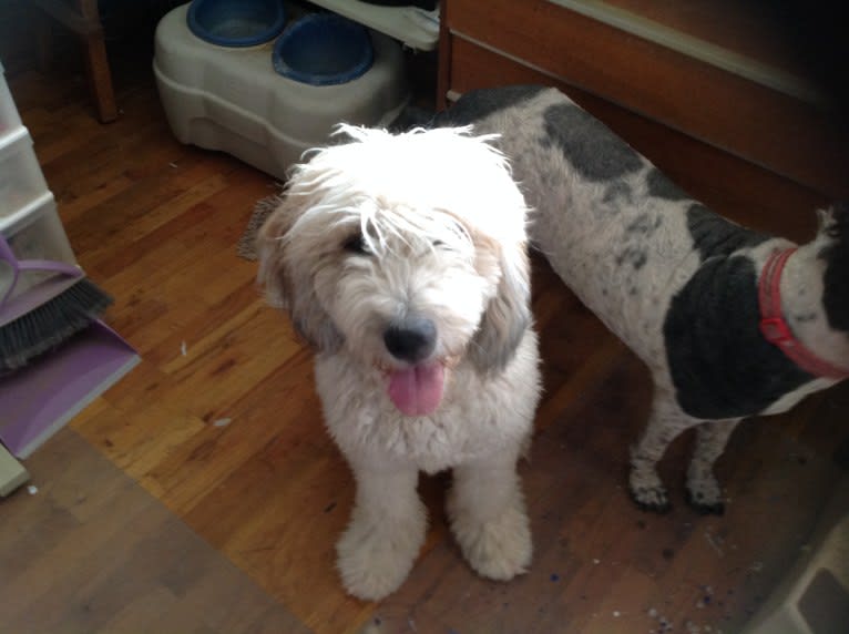 mira, a St. Berdoodle tested with EmbarkVet.com