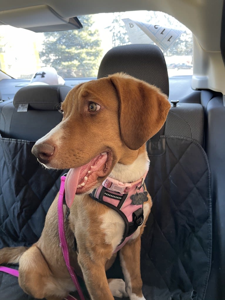 Viola, an American Pit Bull Terrier and Catahoula Leopard Dog mix tested with EmbarkVet.com