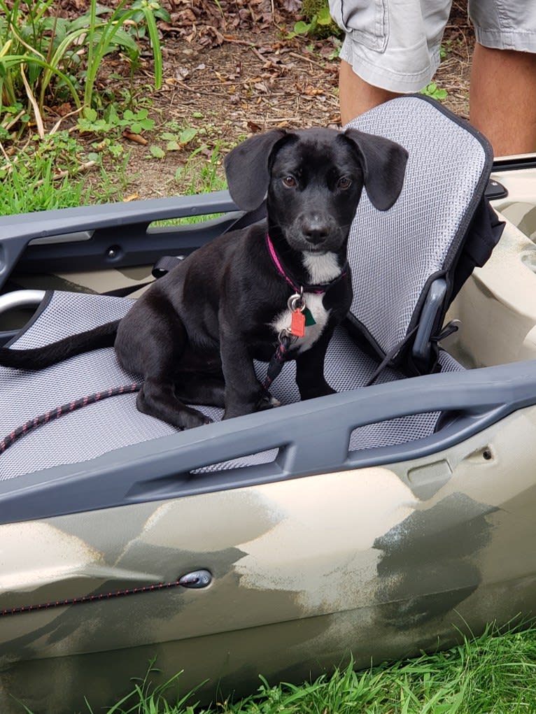 Millie, an American Pit Bull Terrier and Chihuahua mix tested with EmbarkVet.com