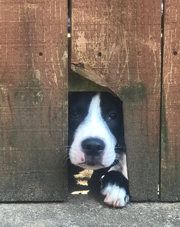 Chance, an American Pit Bull Terrier and Boxer mix tested with EmbarkVet.com