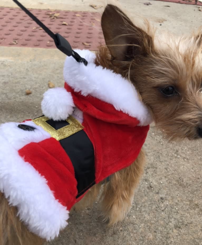 Pippi, a Dachshund and Shih Tzu mix tested with EmbarkVet.com